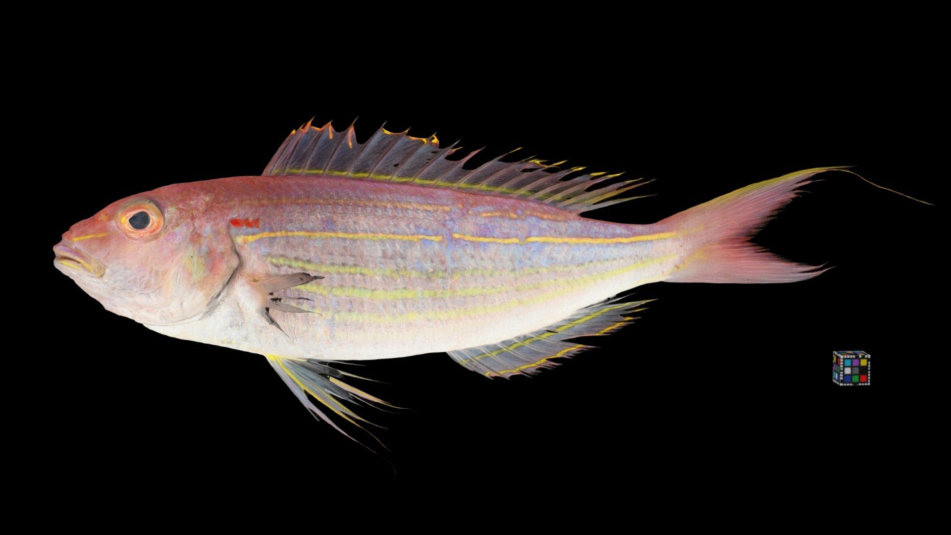 イトヨリダイ Threadfin Bream, Nemipterus virgatus Download Free 3D model by