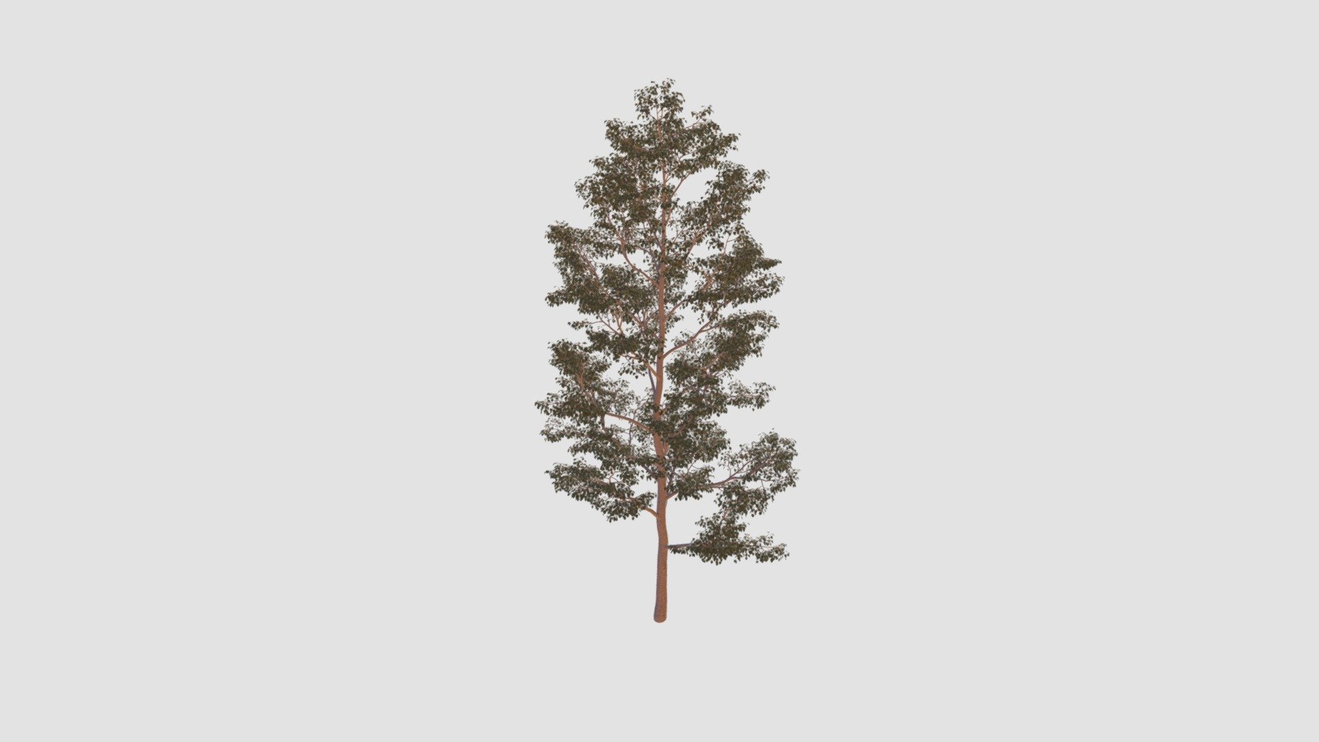 Tree - Buy Royalty Free 3D model by Evermotion [81395e0] - Sketchfab Store
