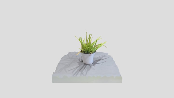 Aloe vera 3D Model