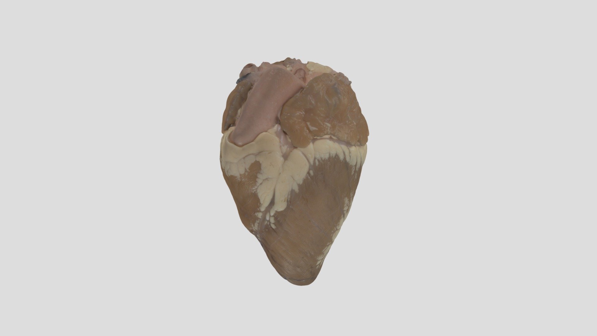 Calf Heart - Download Free 3D model by jdb56 [8139f9d] - Sketchfab