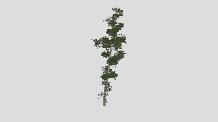 Pine Tree 3D Model