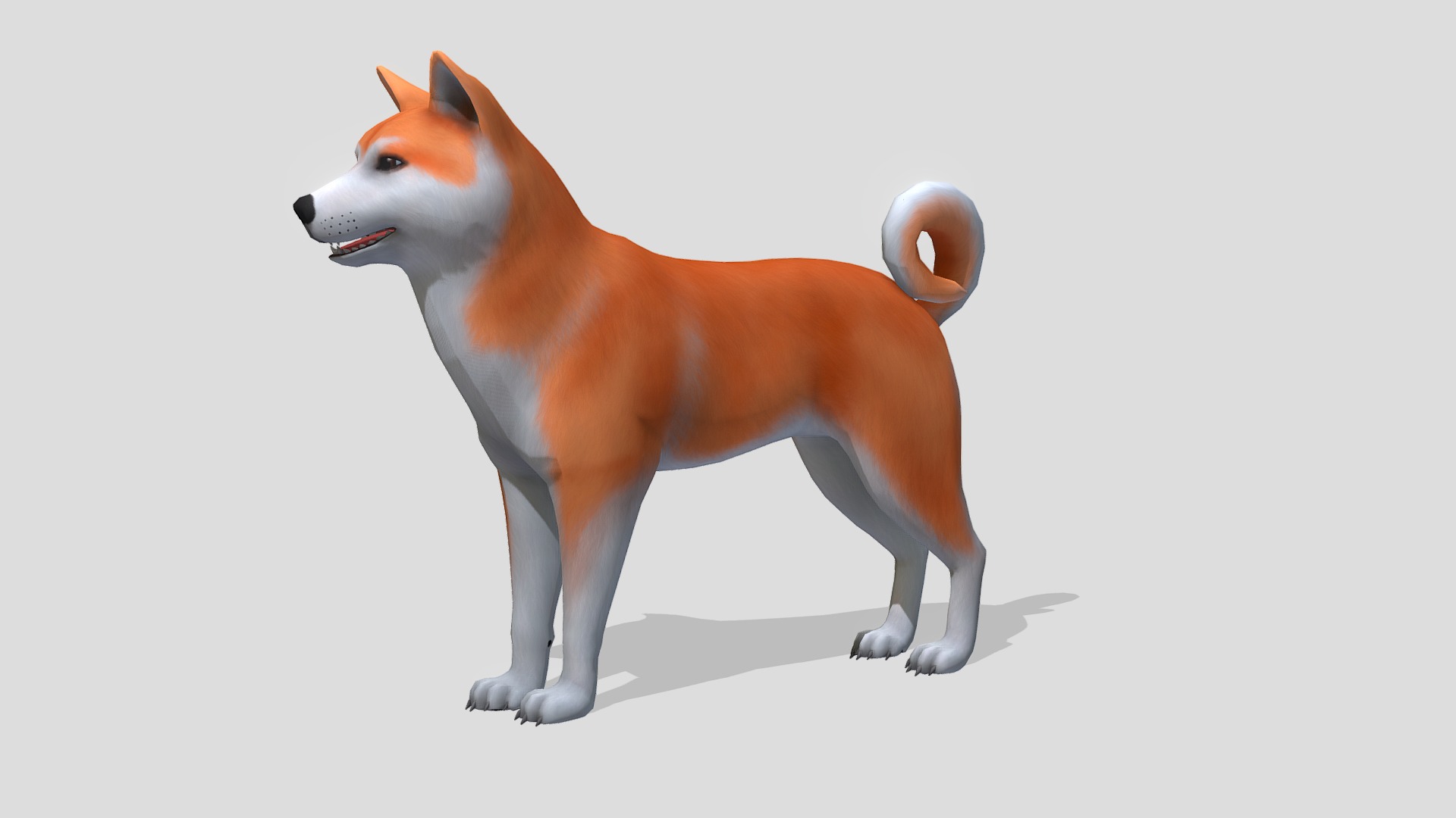 3D model Akita Inu - This is a 3D model of the Akita Inu. The 3D model is about a dog with a white background.