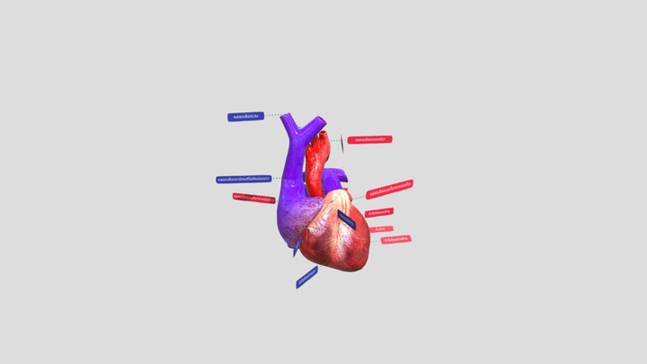 Heart Animation Ok2 3D Model