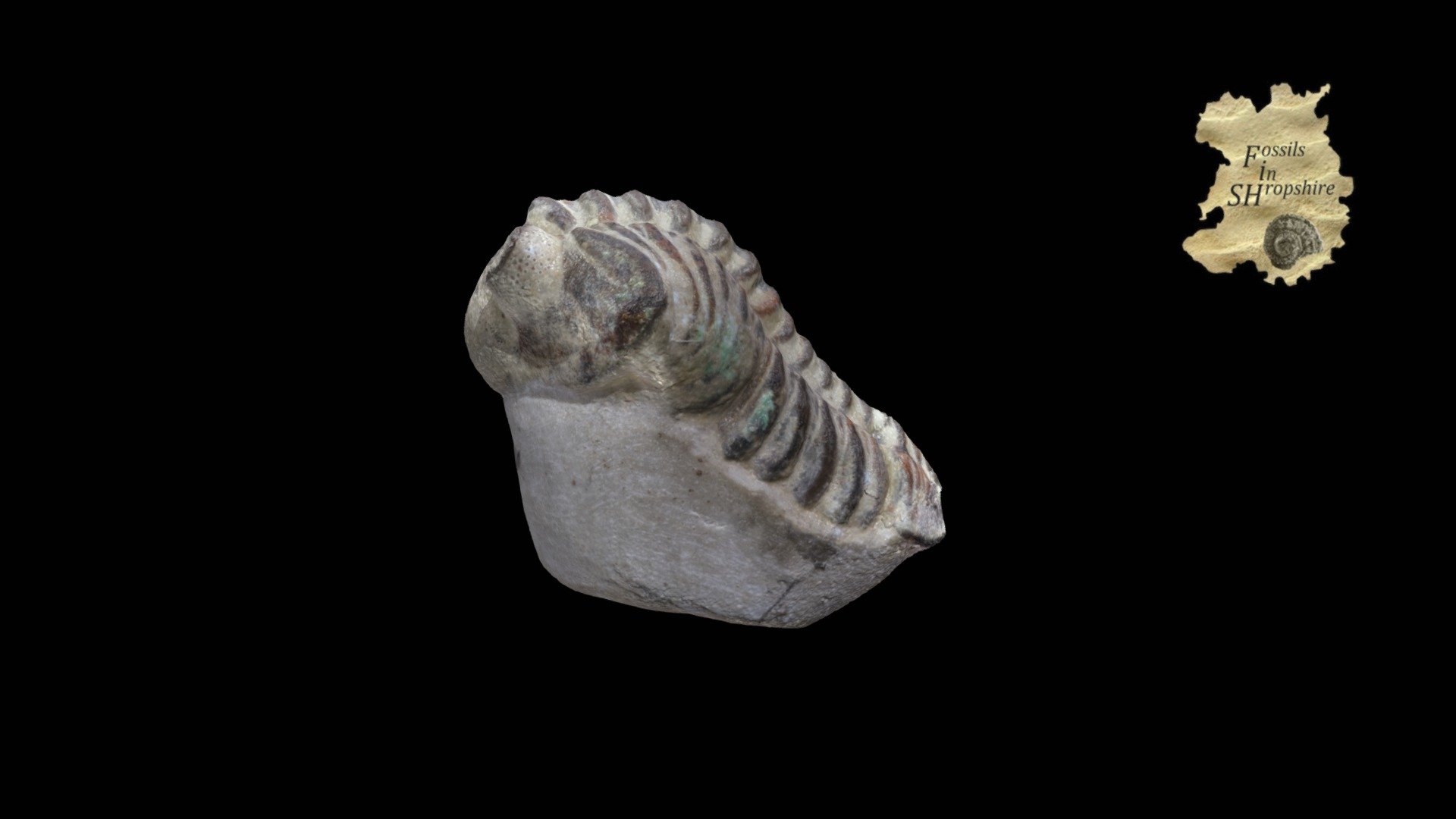 Trilobite - Phacopid