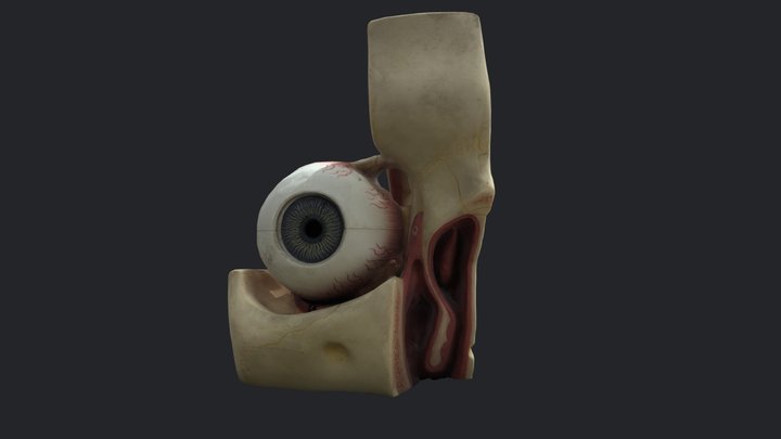 Anatomy of the Eye in Orbit 3D Model