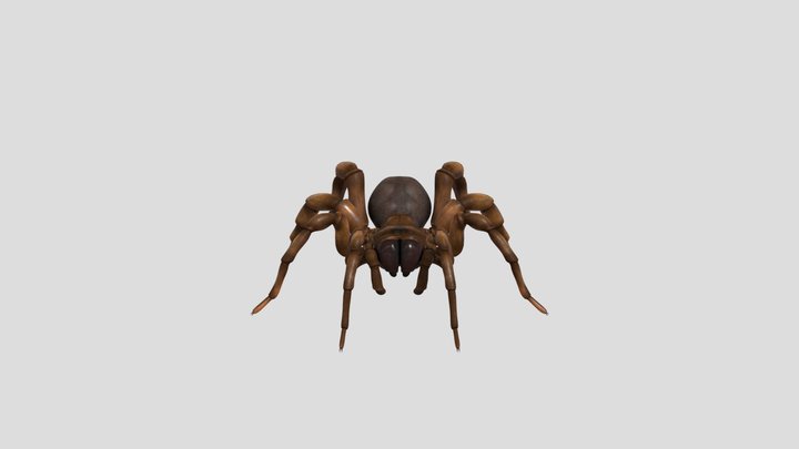 Trapdoor Spider 3D 3D Model