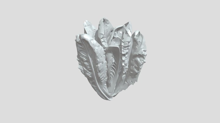 A romaine lettuce head 3D Model