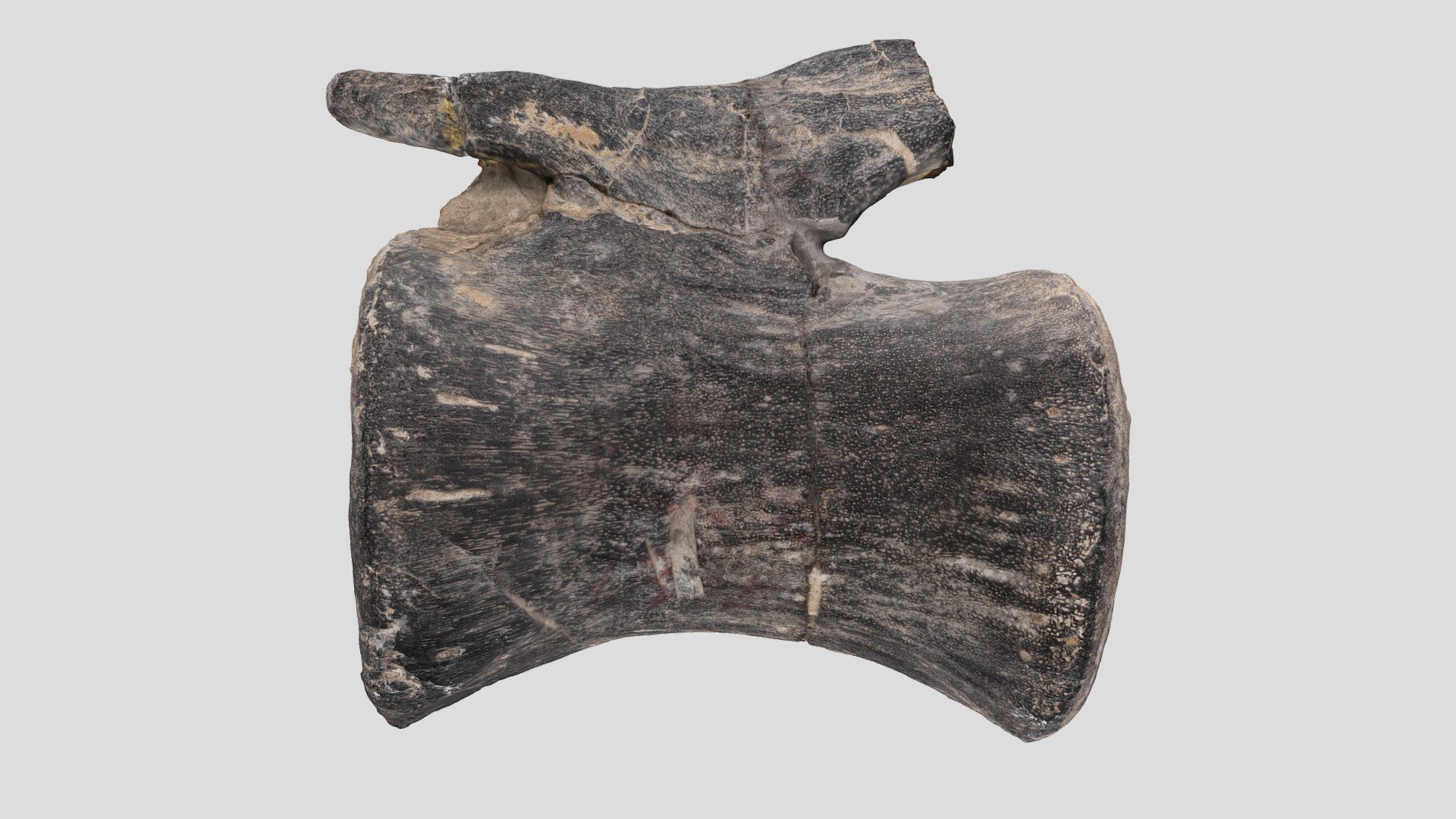 YPM VP.001901 Camarasaurus grandis vertebra