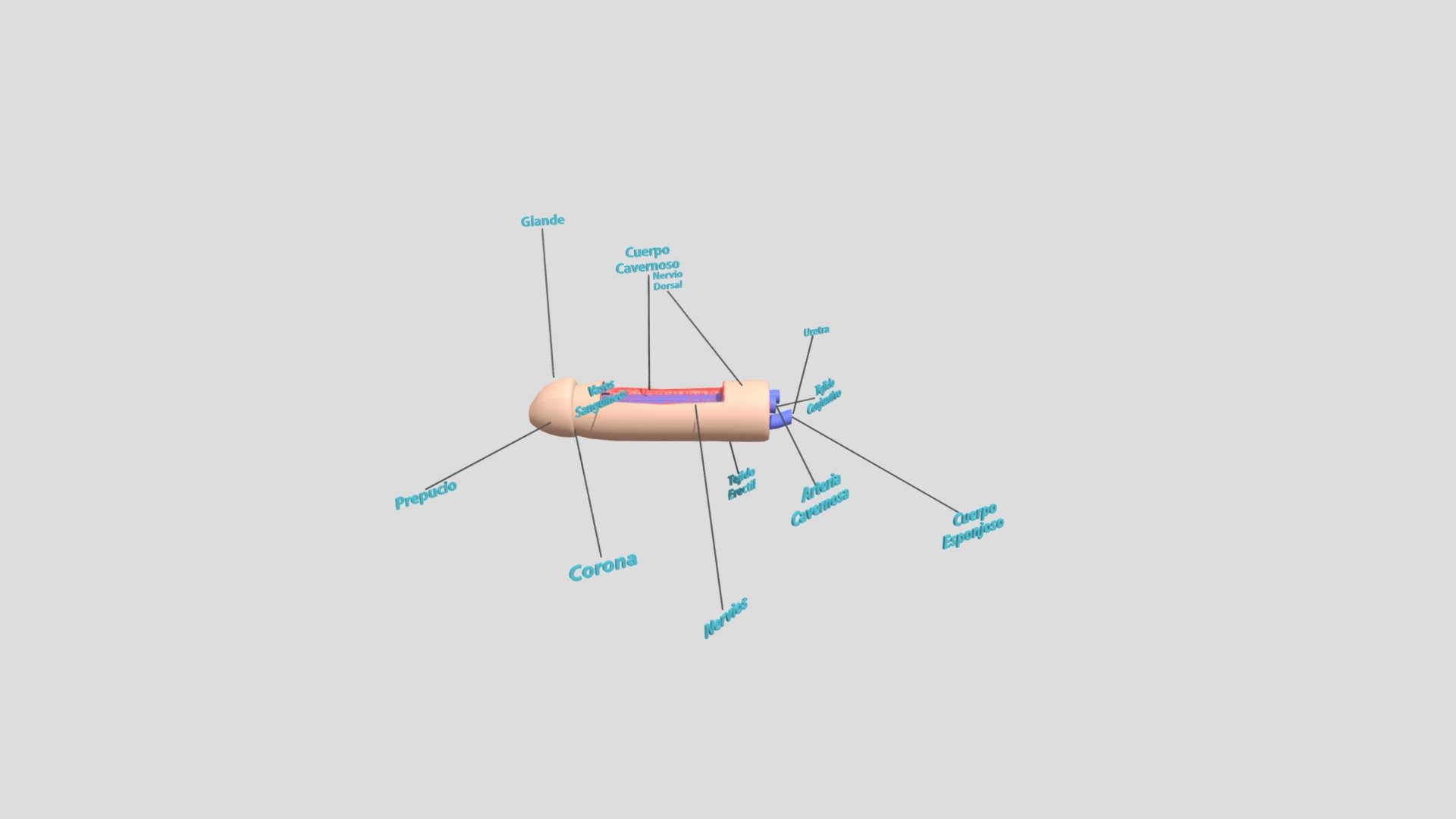 ESTRUCTURA MORFOLOGICA