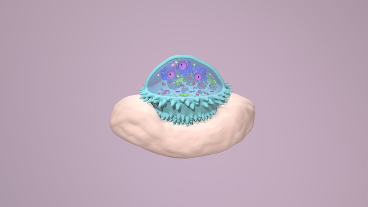 Osteoclast 3D Model