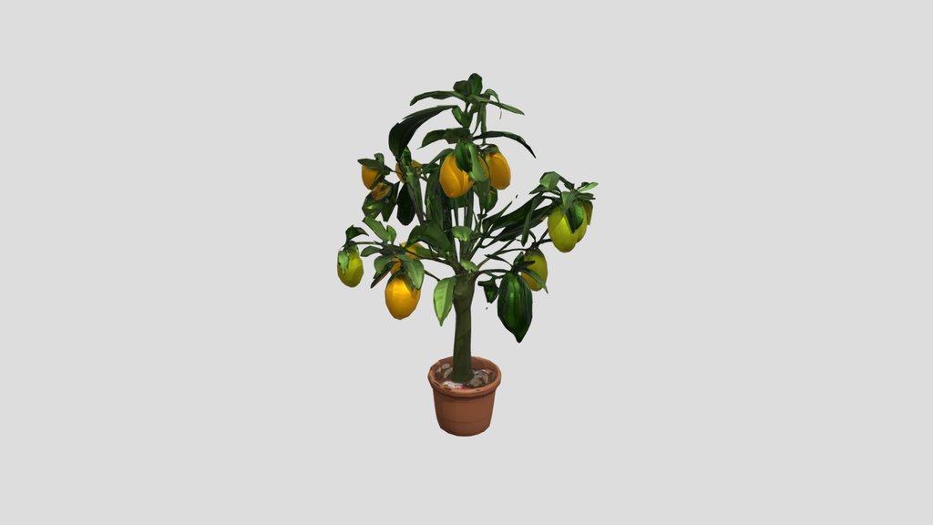 Lemon Tree in a Pot
