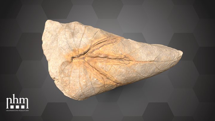 Leaf fossil (NHMW-GEO-2024/0188/10598) – Kostenloses 3D-Modell STL