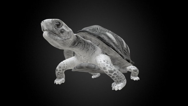 "Morrocoy" Tortoise (Chelonoidis carbonaria) 3D Model