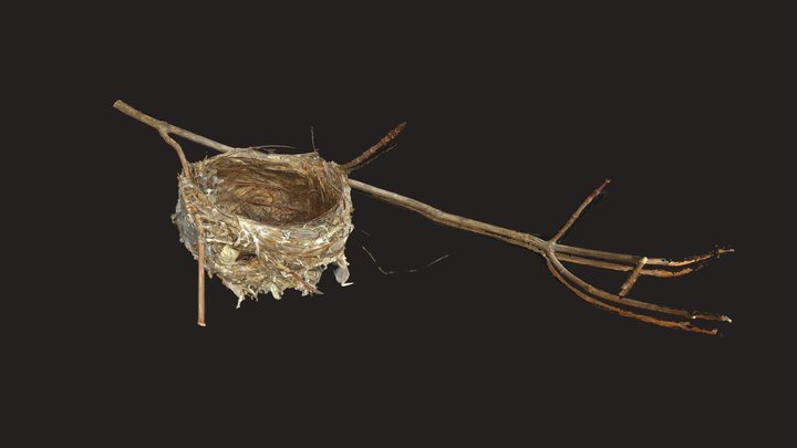 Bird's Nest 3D Model