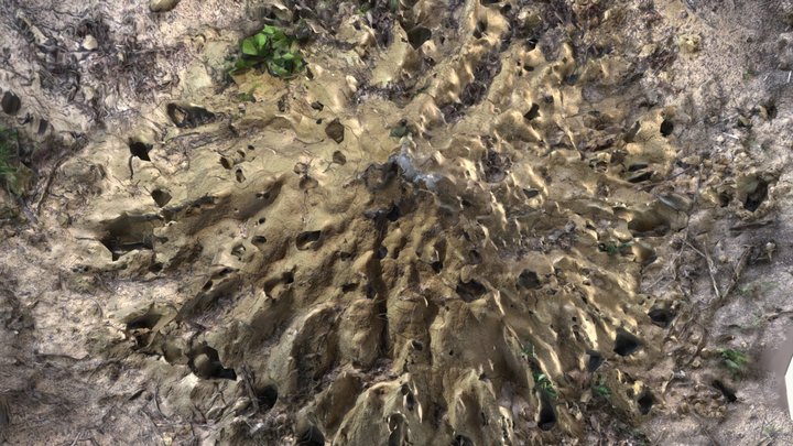 Termite - habitat 3D Model