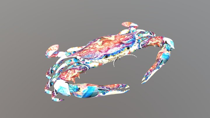 Callinectes Sapidus – Free 3D Model STL