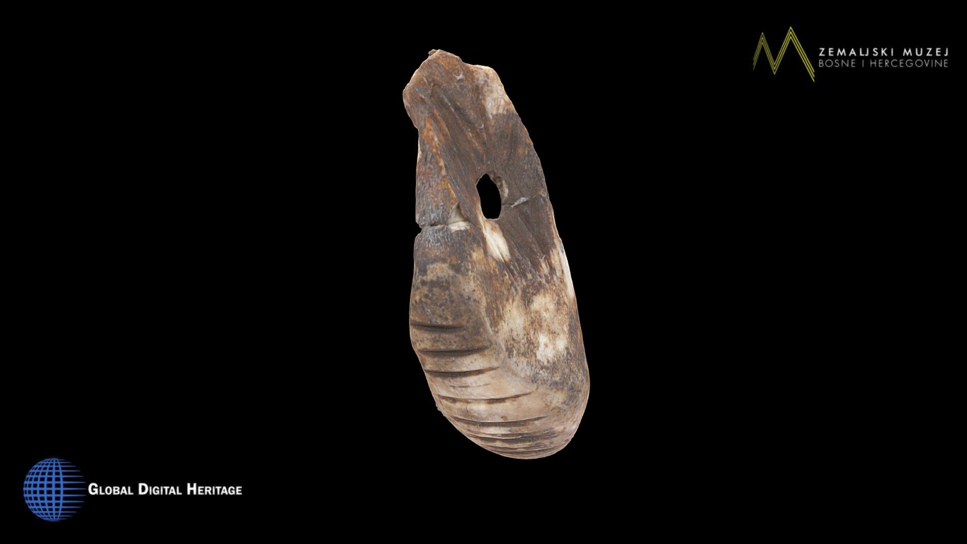 Upper Palaeolithic Deer's tooth Pendant
