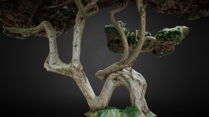 Tree 3D Scan