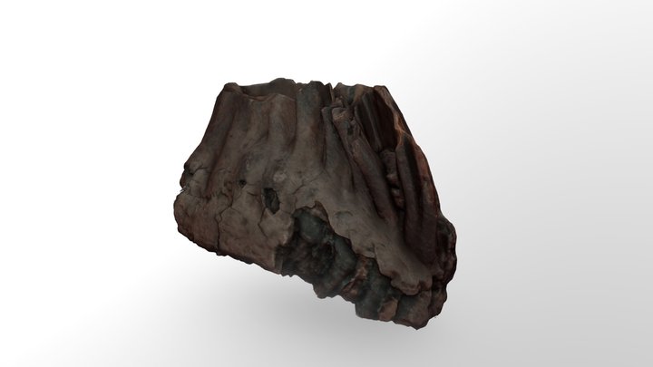 Зуб мамонта 3D Model
