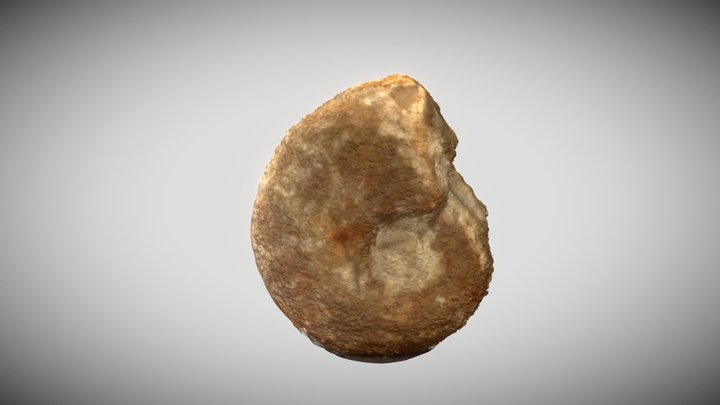 Ammonite fósil. 3D Model