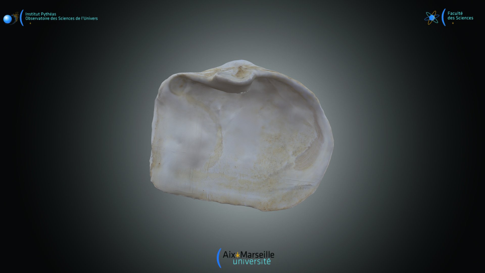 Bivalve - Mya