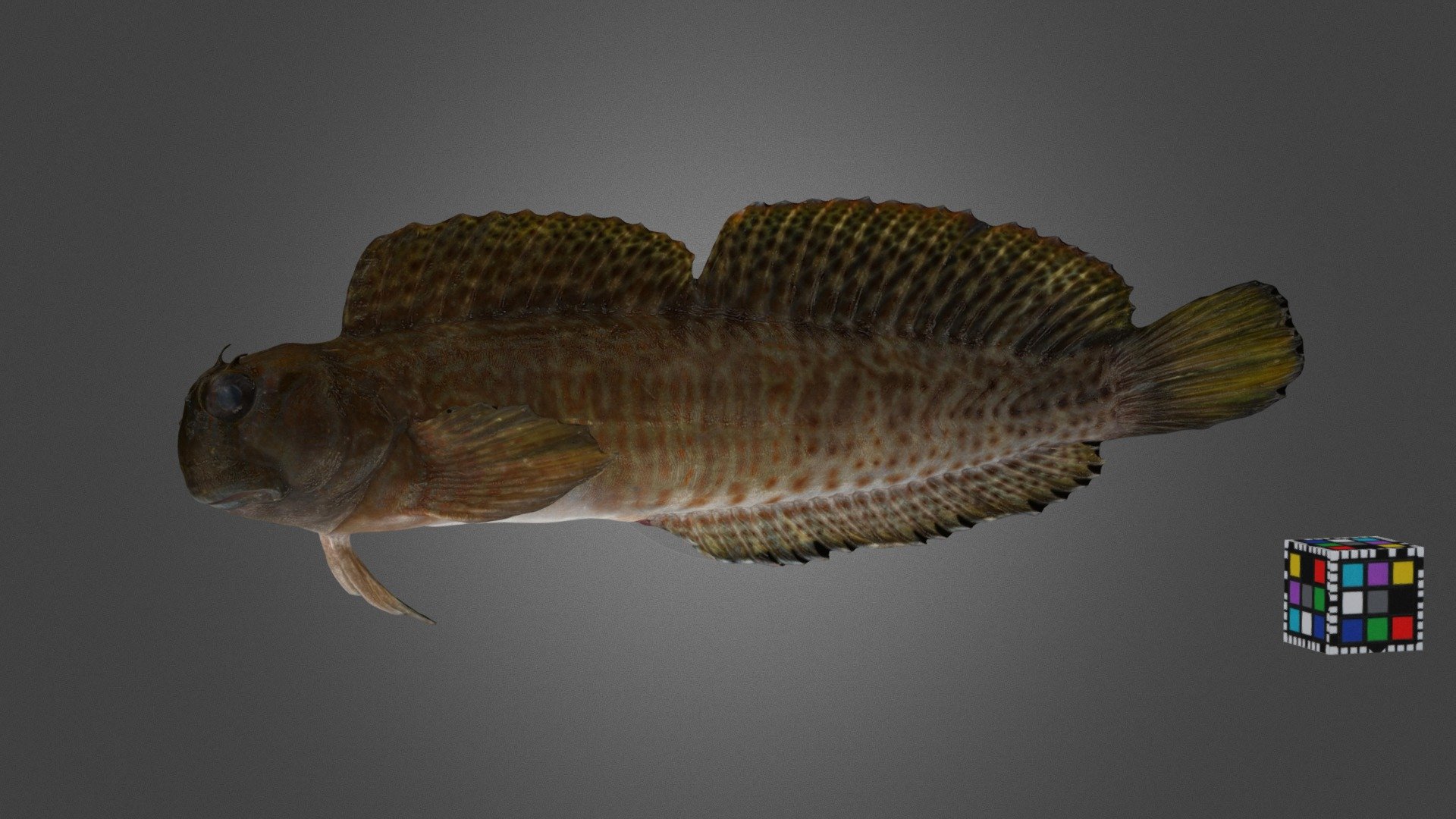 ニセカエルウオ Rockskipper, Istiblennius edentulus