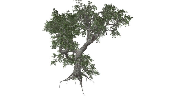 Japanese Maple Tree #07 3D Model