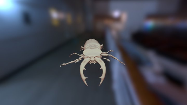 BEETLE 3D Model