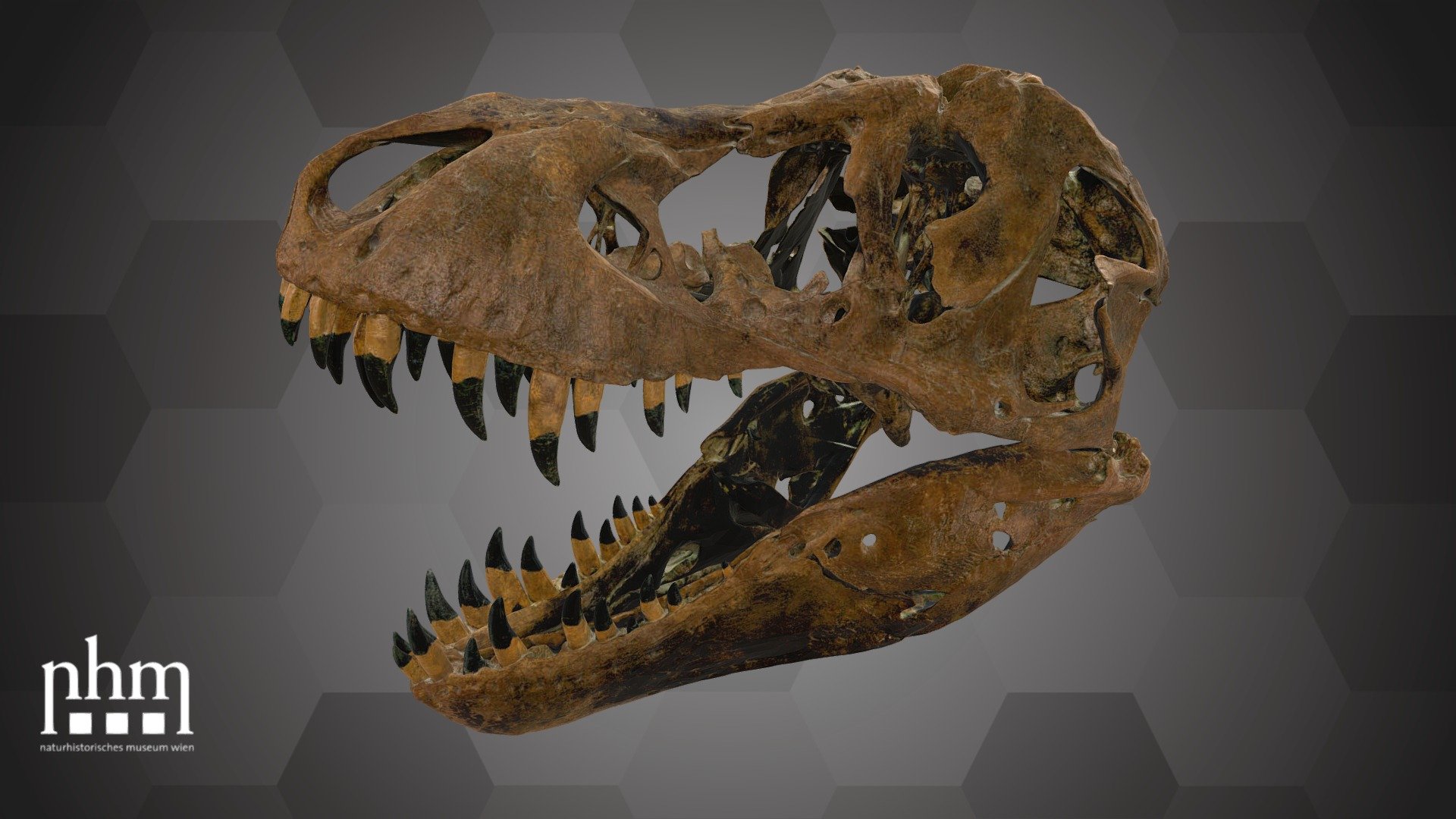 Tyrannosaurus Skull Model ティラノサウルス Tyrannosaurus Skull Model - TurboSquid 1819288