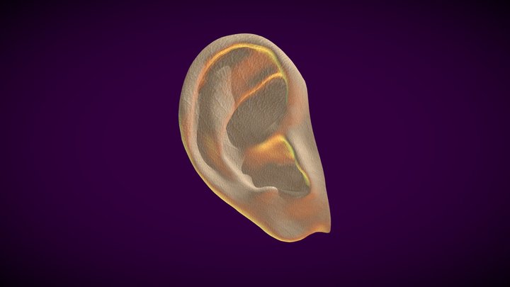 Human ear 3D Model