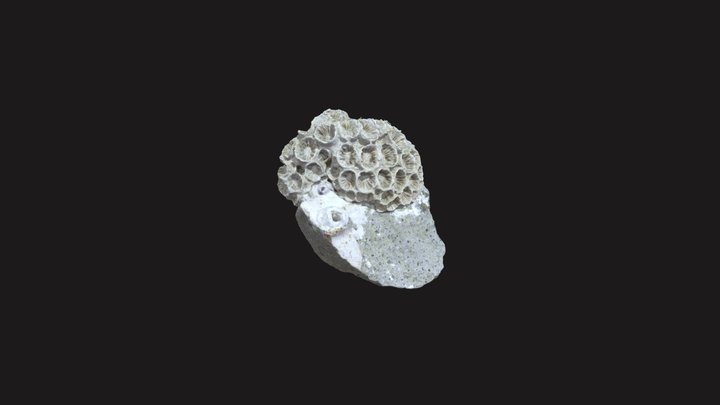 Specimen A 3D Model