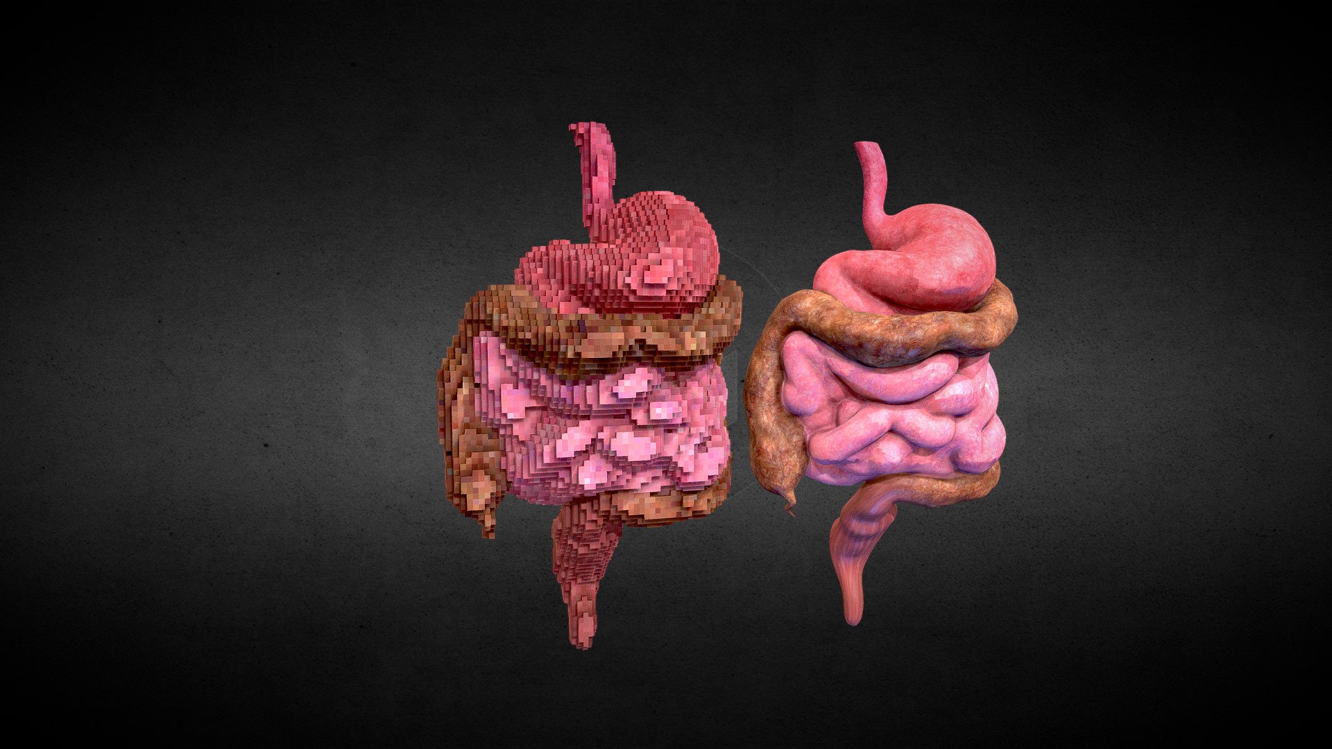 ArtStation - Voxel Digestive System Animation