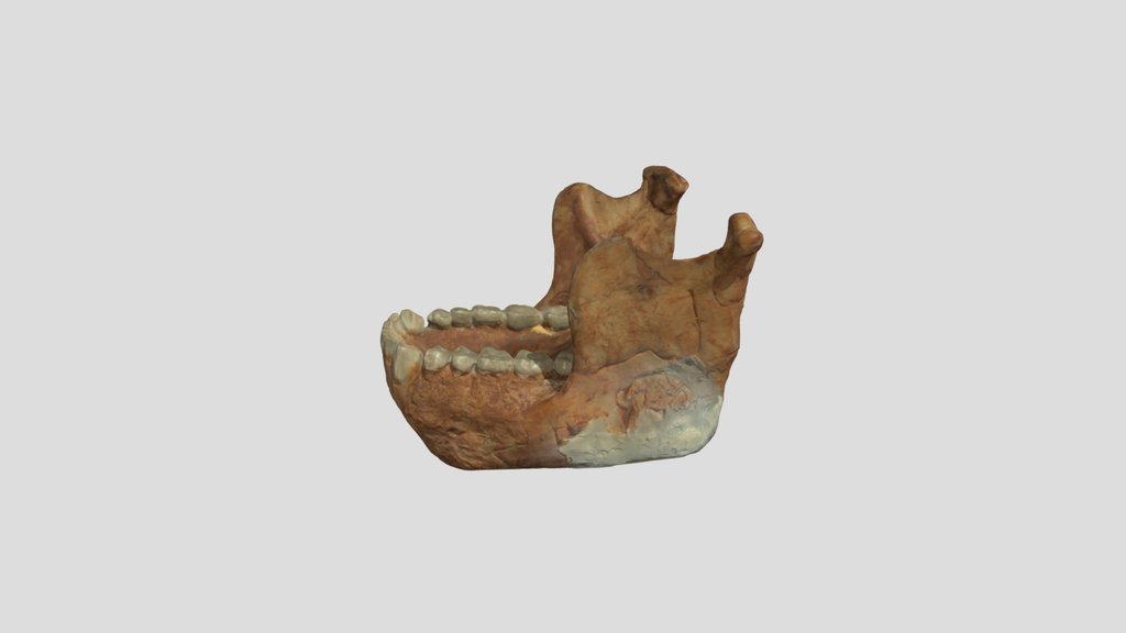 A.afarensis - Mandible