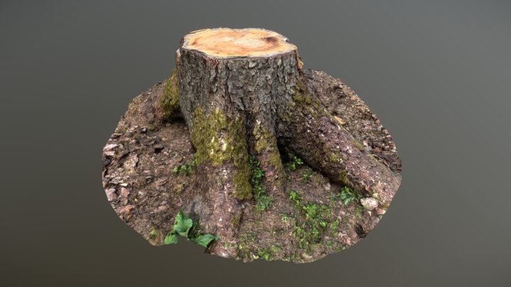 Tree Stump 2 - Meshroom 3D Model