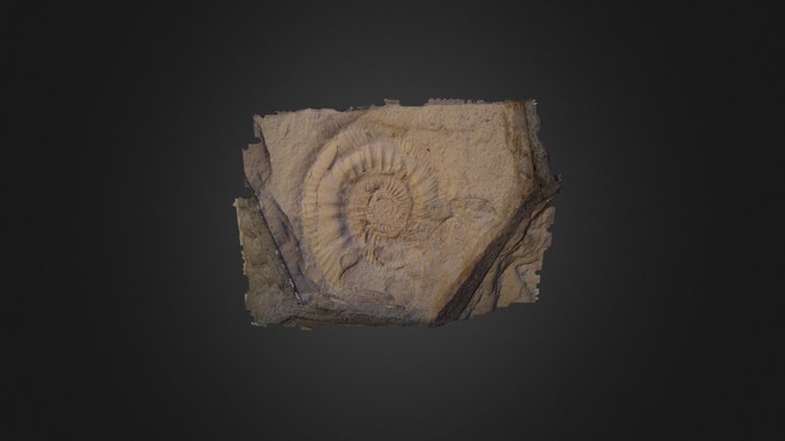 Nautilus Arc3d 3D Model