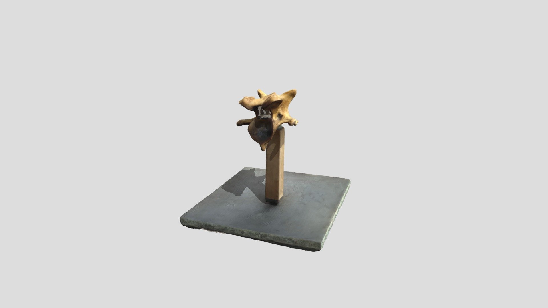 textured_mesh_medpoly_obj (1) - 3D model by santi.botero2004 [8177762 ...