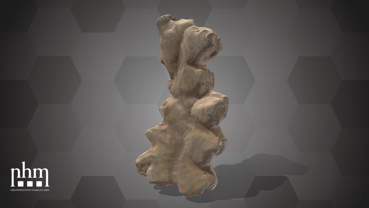 Ginger (NHMW-AFW-DING-0046-042) – Modello 3D gratuito STL