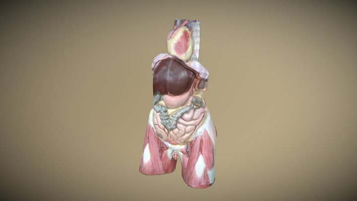 Abdome Anatomia 3D Model