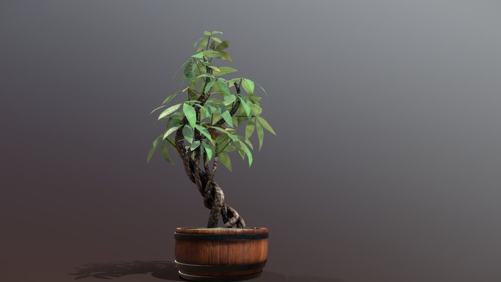 Stylized Money Tree (Guiana Chestnut) 3D Model