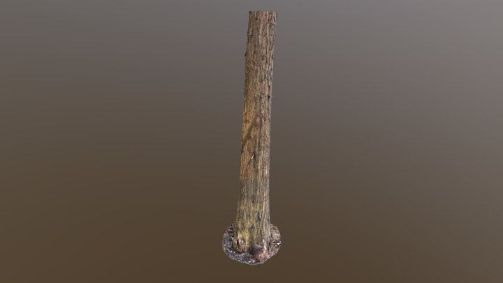 Small Bald Cypress – Free 3D Model STL