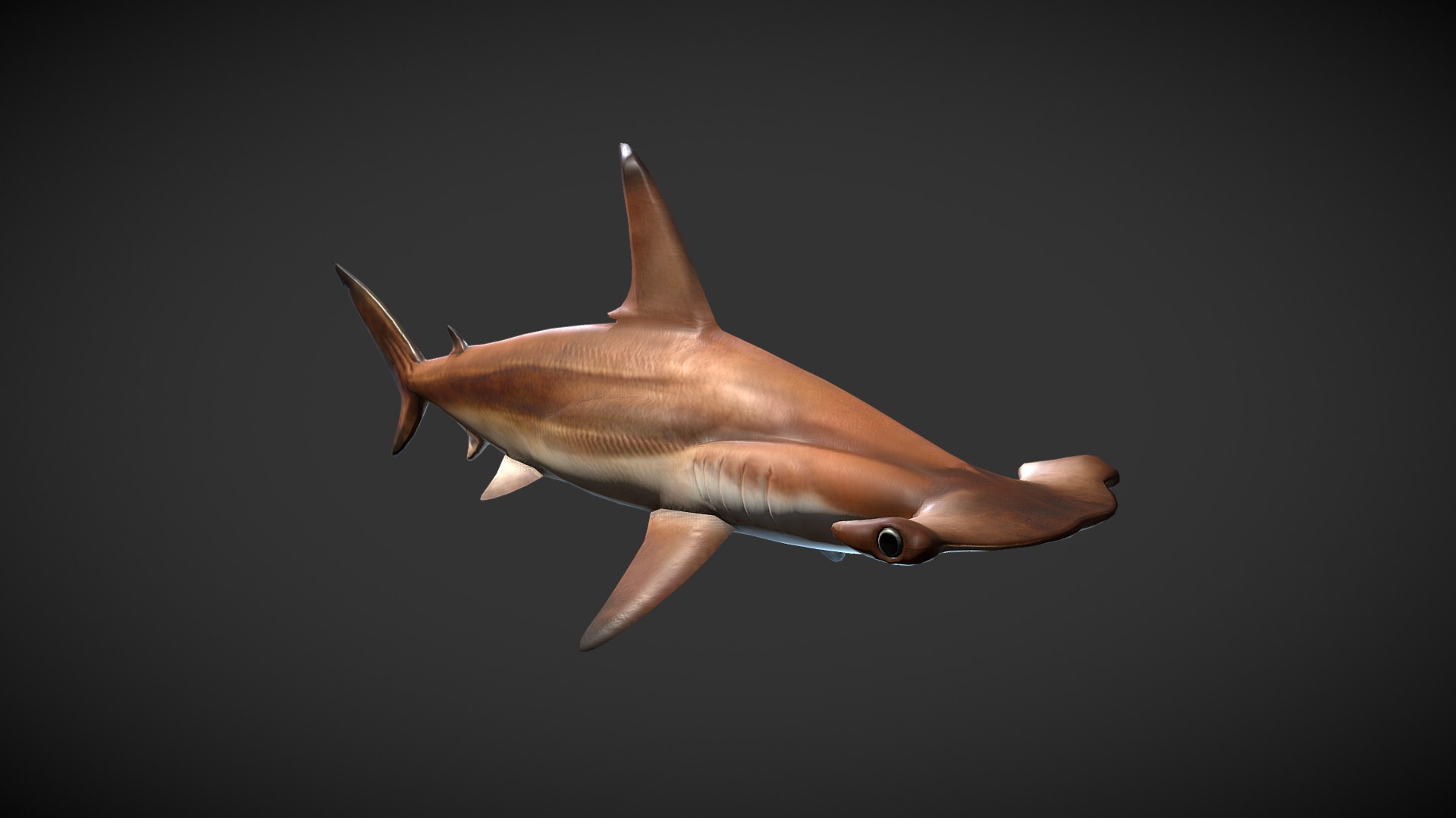 3D model Hammerhead Sharks - This is a 3D model of the Hammerhead Sharks. The 3D model is about a close-up of a fish.