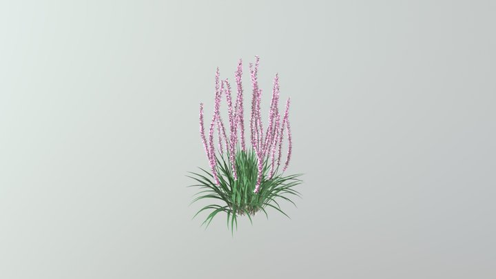 Lilyturf 3D Model