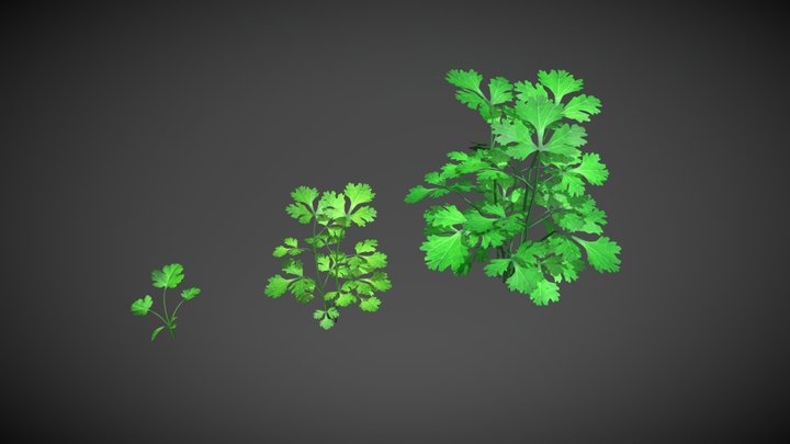 Coriander All Stages 3D Model