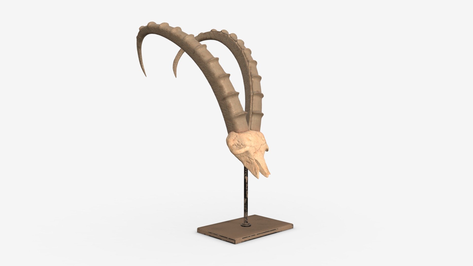 Animal skull statuette Download Free 3D model by HQ3DMOD