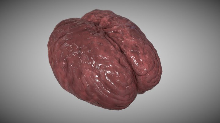 Simple Brain 3D Model
