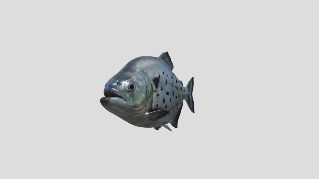 Gouldings Piranha (Serrasalmus Gouldingi)
