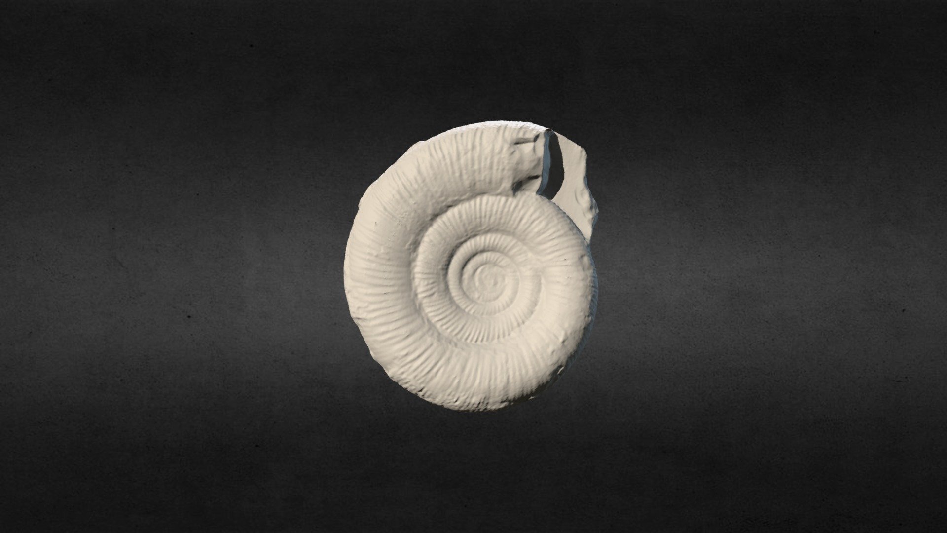 15 Dactylioceras tenuicostatum