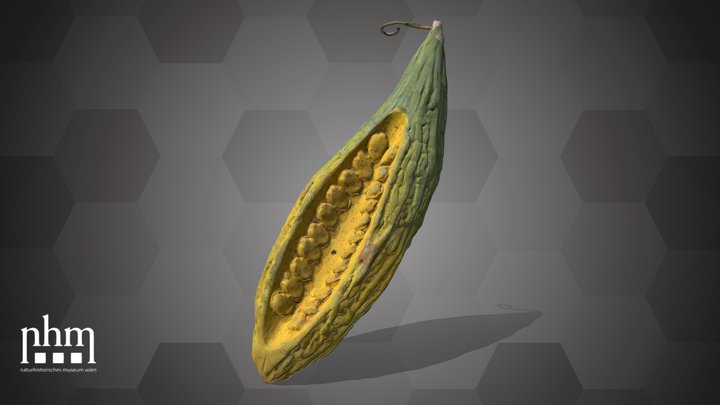 Pumpkin (NHMW-AFW-DING-0046-095) – Modello 3D gratuito STL