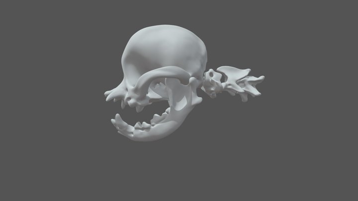 Pug Skull 3D Model