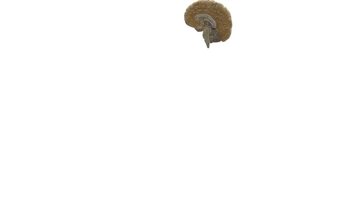 Frontal lobe and annotations 3D Model